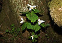 Trillium ovatum